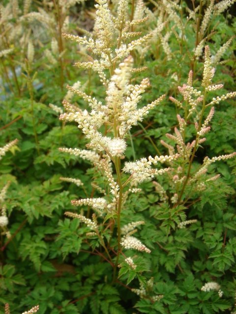 Aruncus aethusifolius